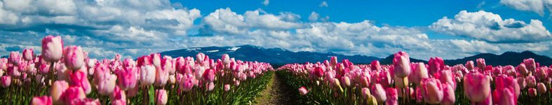 Banner profilu