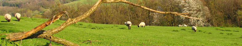 Banner profilu