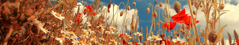 Banner profilu