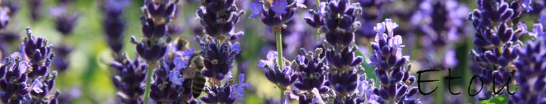 Banner profilu