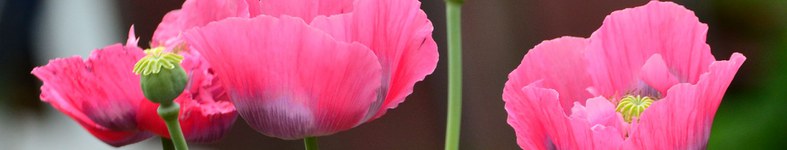 Banner profilu