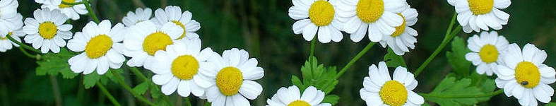 Banner profilu