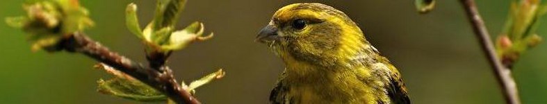 Banner profilu