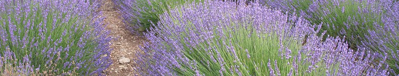 Banner profilu