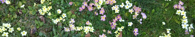 Banner profilu