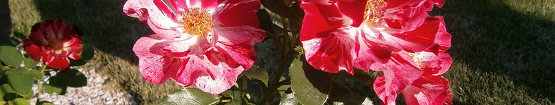 Banner profilu