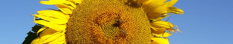 Banner profilu