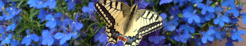 Banner profilu