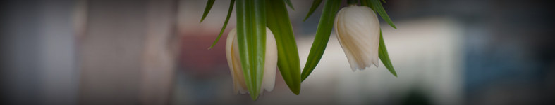 Banner profilu