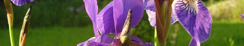 Banner profilu