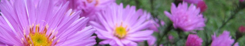 Banner profilu