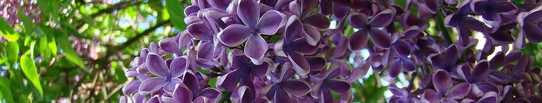 Banner profilu