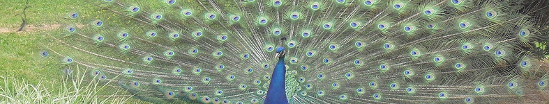 Banner profilu