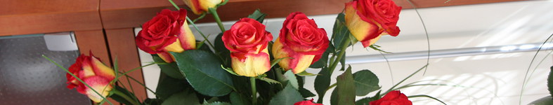 Banner profilu