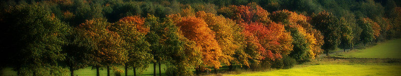Banner profilu