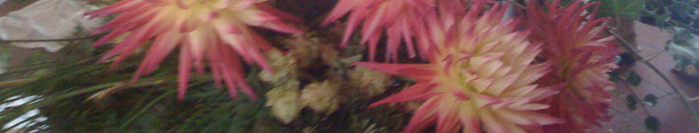 Banner profilu