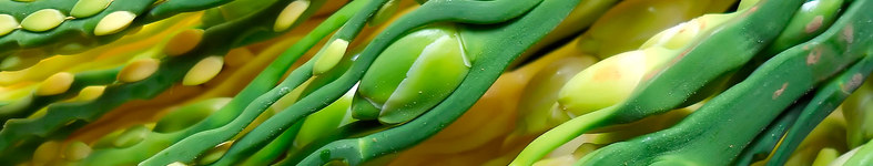 Banner profilu