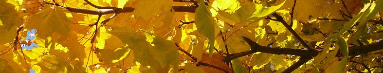 Banner profilu