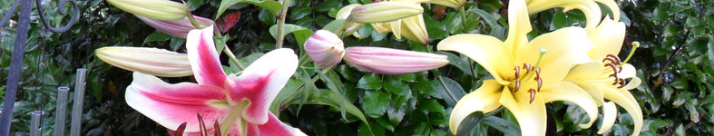 Banner profilu