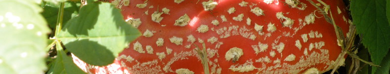 Banner profilu