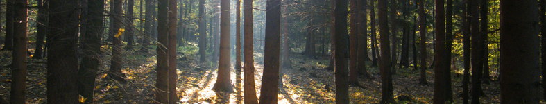 Banner profilu