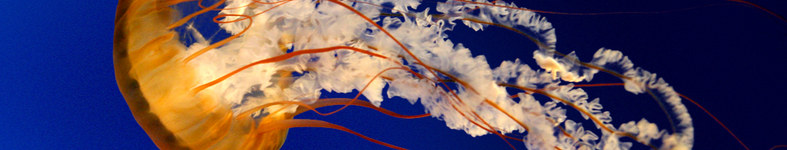 Banner profilu