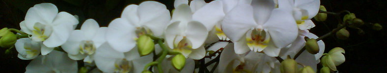 Banner profilu