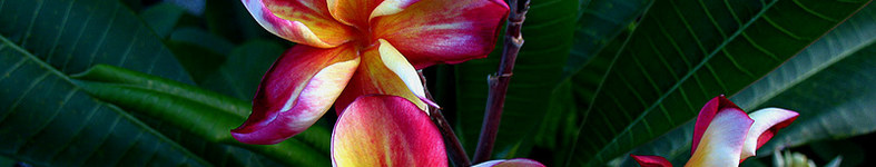 Banner profilu