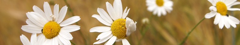 Banner profilu