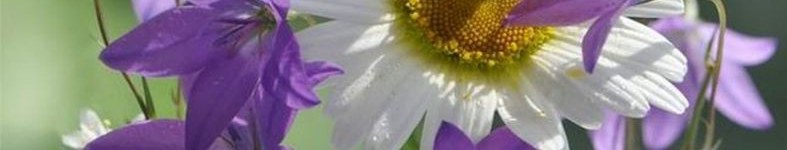 Banner profilu