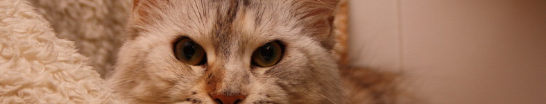 Banner profilu