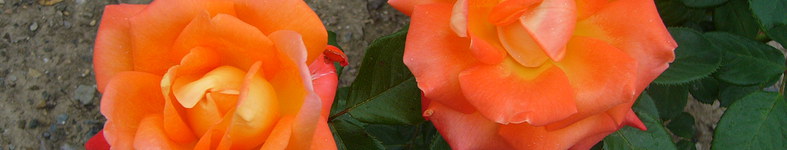 Banner profilu