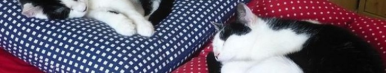 Banner profilu