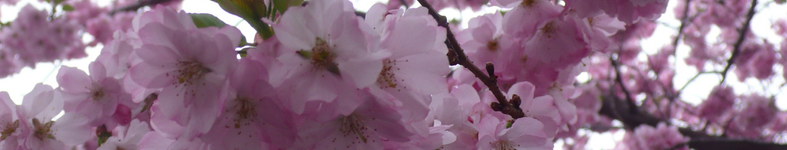 Banner profilu