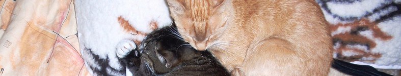 Banner profilu