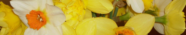 Banner profilu