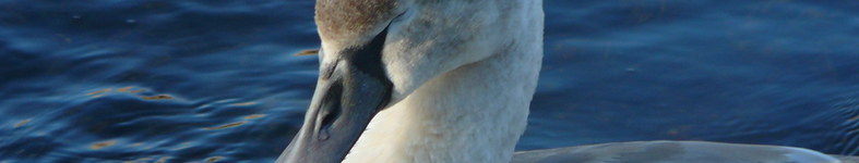Banner profilu