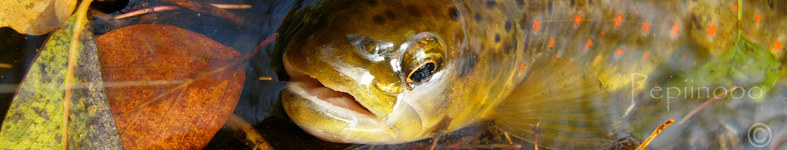 Banner profilu