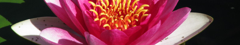 Banner profilu