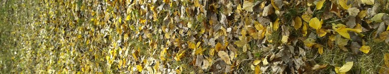 Banner profilu