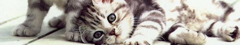 Banner profilu