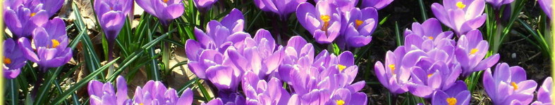 Banner profilu