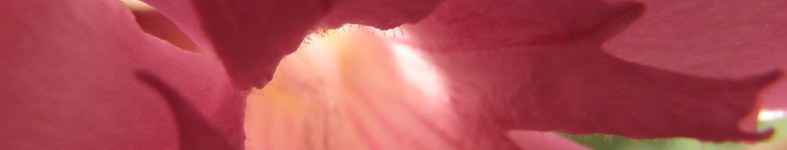 Banner profilu