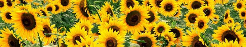 Banner profilu