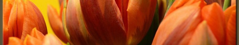 Banner profilu