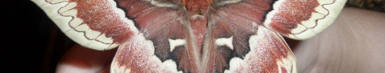 Banner profilu