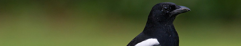 Banner profilu