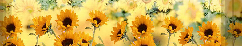 Banner profilu