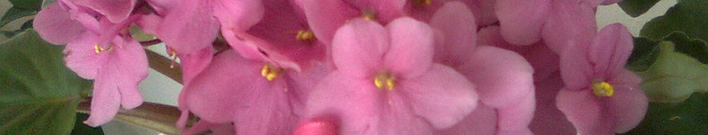 Banner profilu