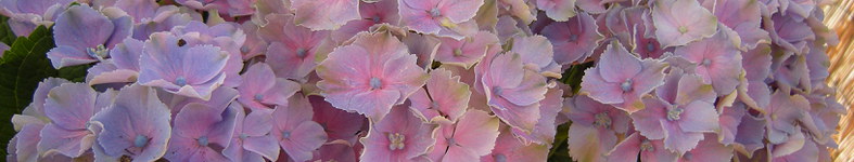 Banner profilu